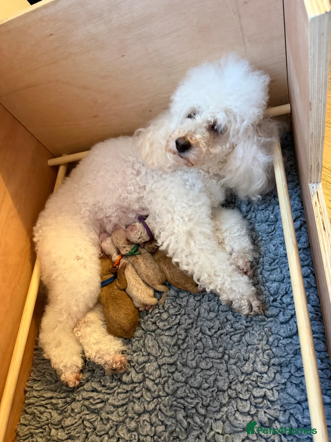 Miniature Poodle dogs for sale: KC registered miniature poodles - Advert 17