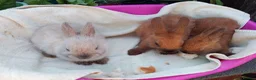 Netherland Dwarf rabbits for sale: Baby Male Netherland Dwarf Rabbits - Advert 3