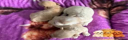 Maltipoo dogs for sale: Tiny Teddy Maltipoo- from Asian teddy dad! - Advert 5