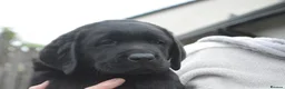Labrador Retriever dogs for sale: Stunning Puppies From Show Winning Parents - Advert 23