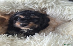 Cavapoo dogs for sale: CAVAPOO PUPPIES - Image 12