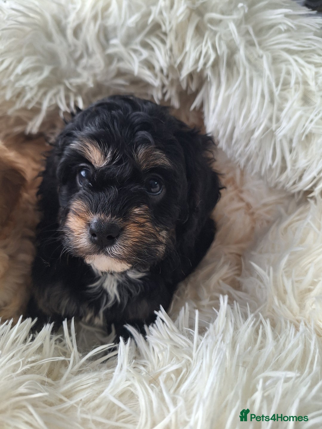 Cavapoo dogs for sale: CAVAPOO PUPPIES - Image 12