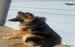 German Shepherd dogs for sale: 16 months old german shepherd  - Image 1