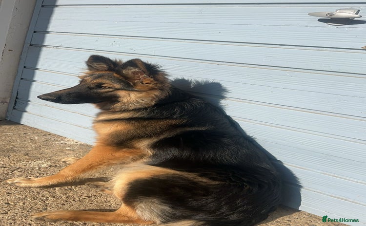 German Shepherd dogs - Advert 2