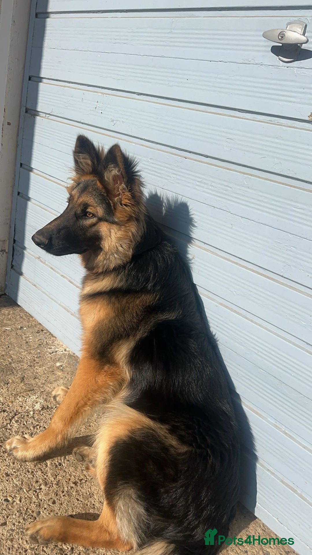 German Shepherd dogs for sale: 16 months old german shepherd  - Image 1
