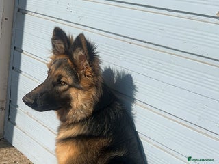German Shepherd dogs - Advert 4