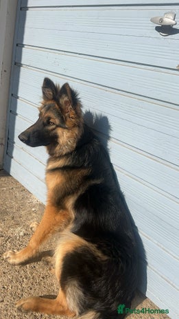 German Shepherd dogs - Advert 1