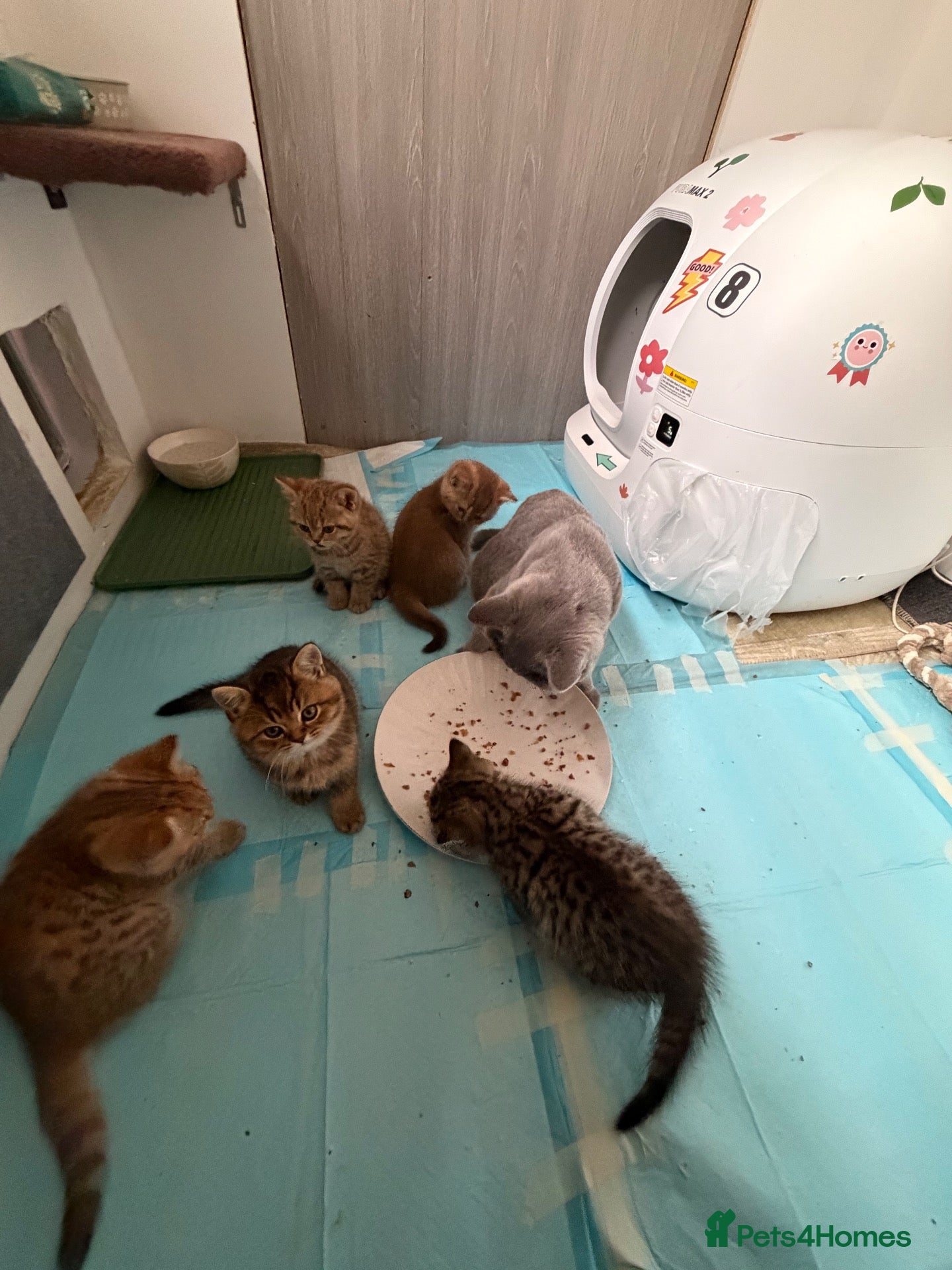 British Shorthair cats British shorthairs for sale - Advert 2