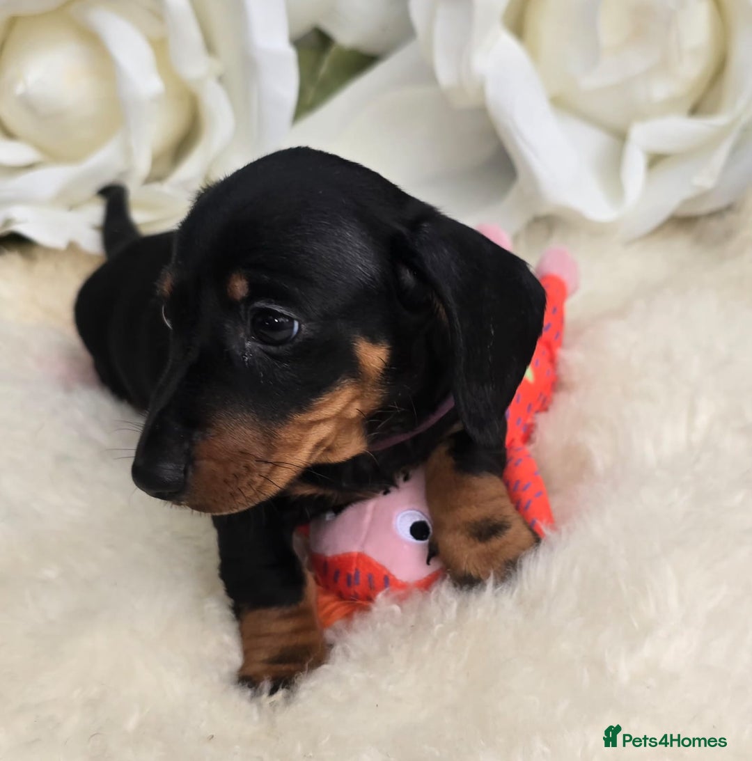 Dachshund dogs for sale: READY NOW LAST PUPPY  miniature dachshund puppies in Ilminster - Image 12