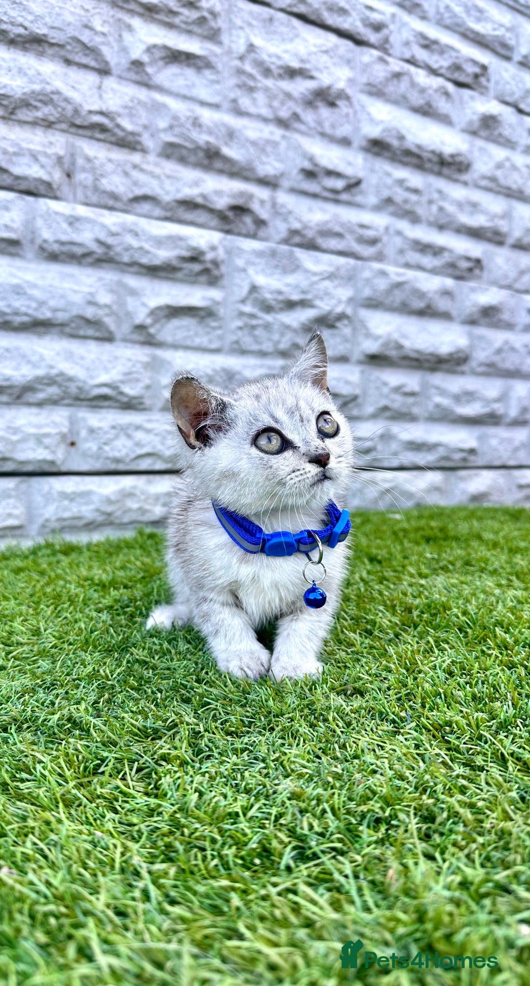 British Shorthair cats for sale: Silver Ticked British ShortHair Kittens TICA - Image 8