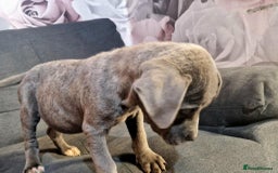 Mixed Breed dogs for sale: READY TO LEAVE NOW chunky mastiff puppies - Image 9
