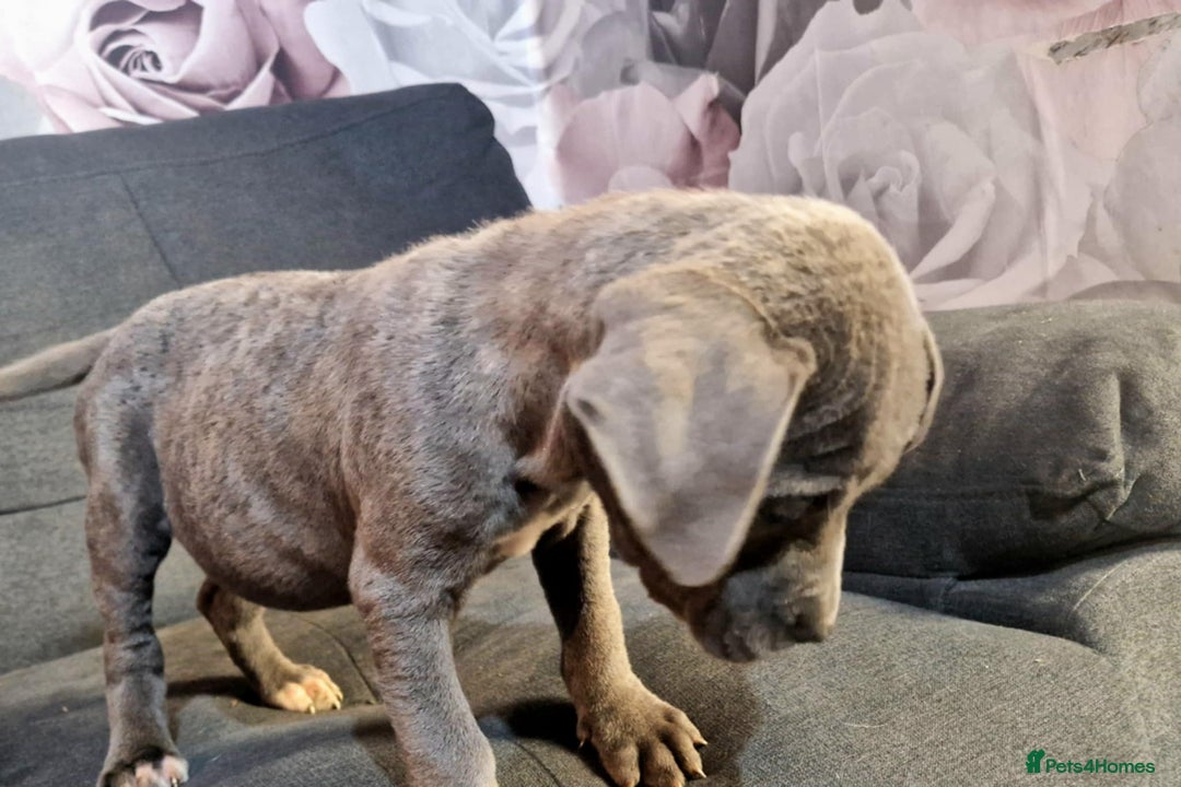 Mixed Breed dogs for sale: READY TO LEAVE NOW chunky mastiff puppies - Image 9