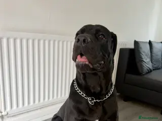 Cane Corso dogs Cane corso puppy - Advert 3