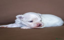Maltese dogs for sale: ✨️ Beautiful Maltese Puppies 🐶 ✨️ - Image 3