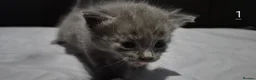 Mixed Breed cats for sale: Gorgeous grey kittens in Nottingham - Advert 9