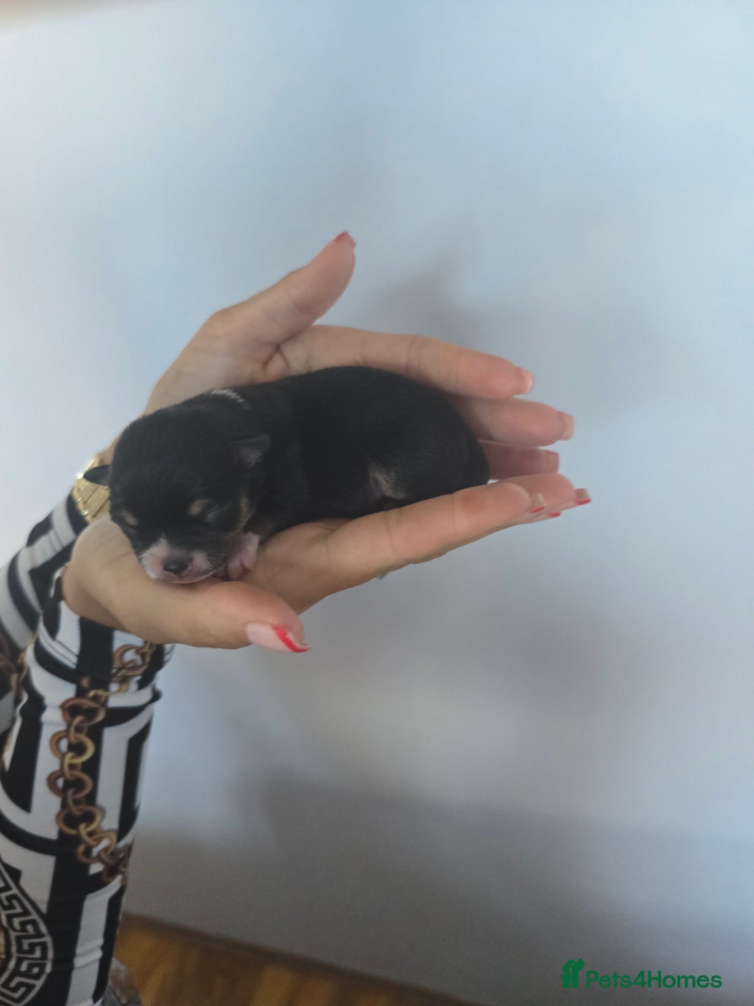Chihuahua dogs for sale: Cup Chihuahua mini - Image 33