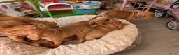 Hungarian Vizsla dogs for sale: * KC Reg Hungarian Vizsla pups 3 Girls* available  - Advert 28