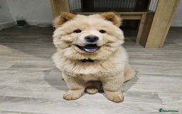 Chow Chow dogs for sale: ONE GIRL LEFT! Adorable Chow Chow Cubs 🐻  - Image 10