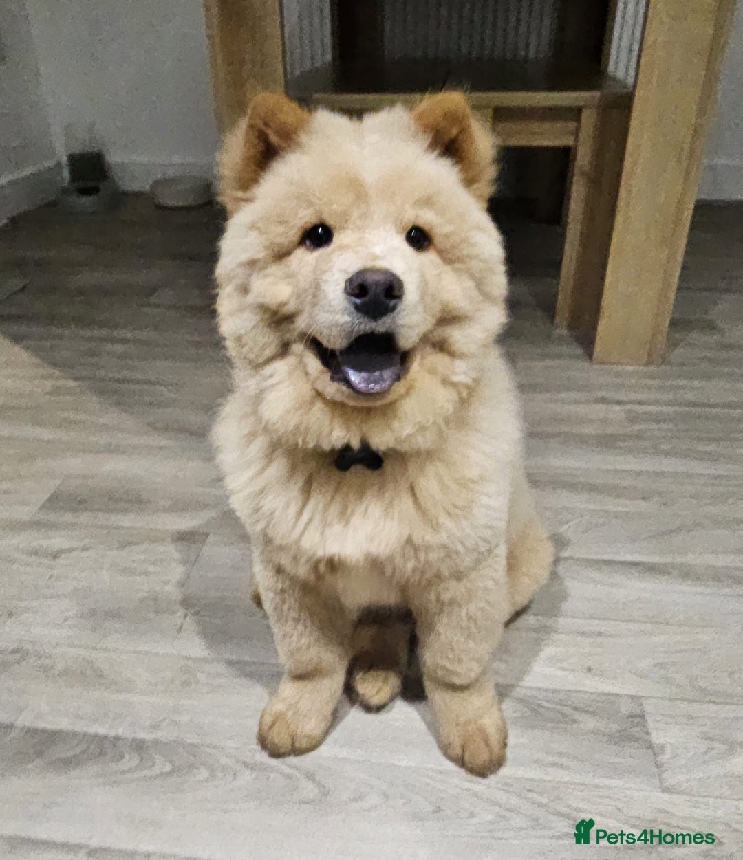 Chow Chow dogs for sale: ONE GIRL LEFT! Adorable Chow Chow Cubs 🐻  - Image 10