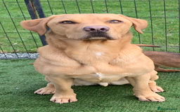 Labrador Retriever dogs for sale: My Boy Lenny - Labrador  - Image 2