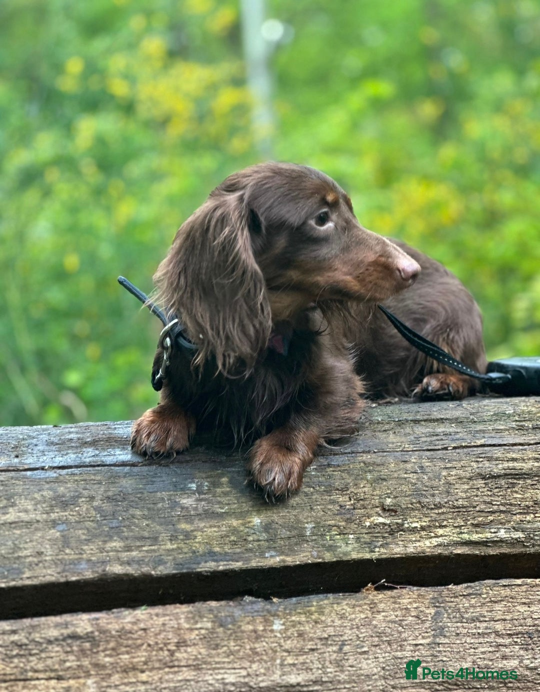 Miniature Dachshund dogs for stud: ✨chocolate and tan mini long haired dachshund ✨kc  - Image 1