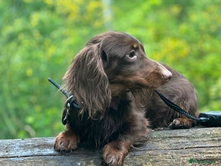 Miniature Dachshund dogs - Advert 5