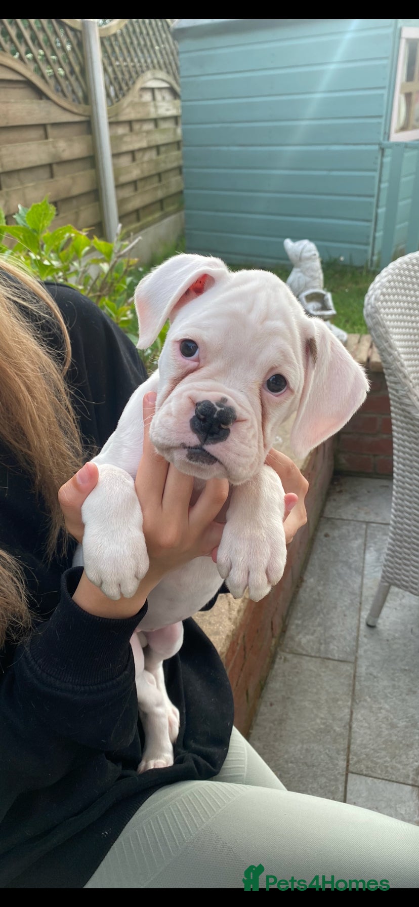 Boxer dogs Beautiful White Boxer Puppy - Advert 5