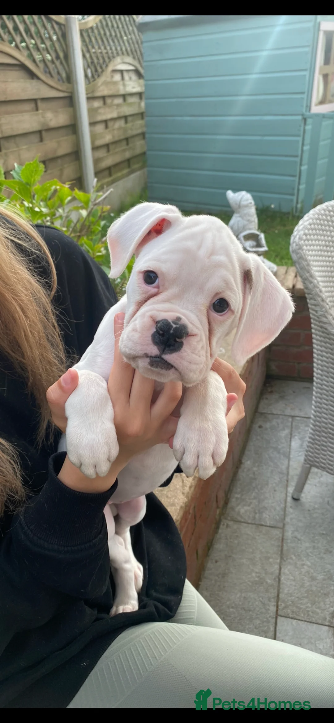 Boxer dogs for sale: Beautiful White Boxer Puppy - Advert 2