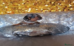 Miniature Dachshund dogs for sale: 7 MINIATURE DUSCHUND PUPPIES 🐶  - Image 11