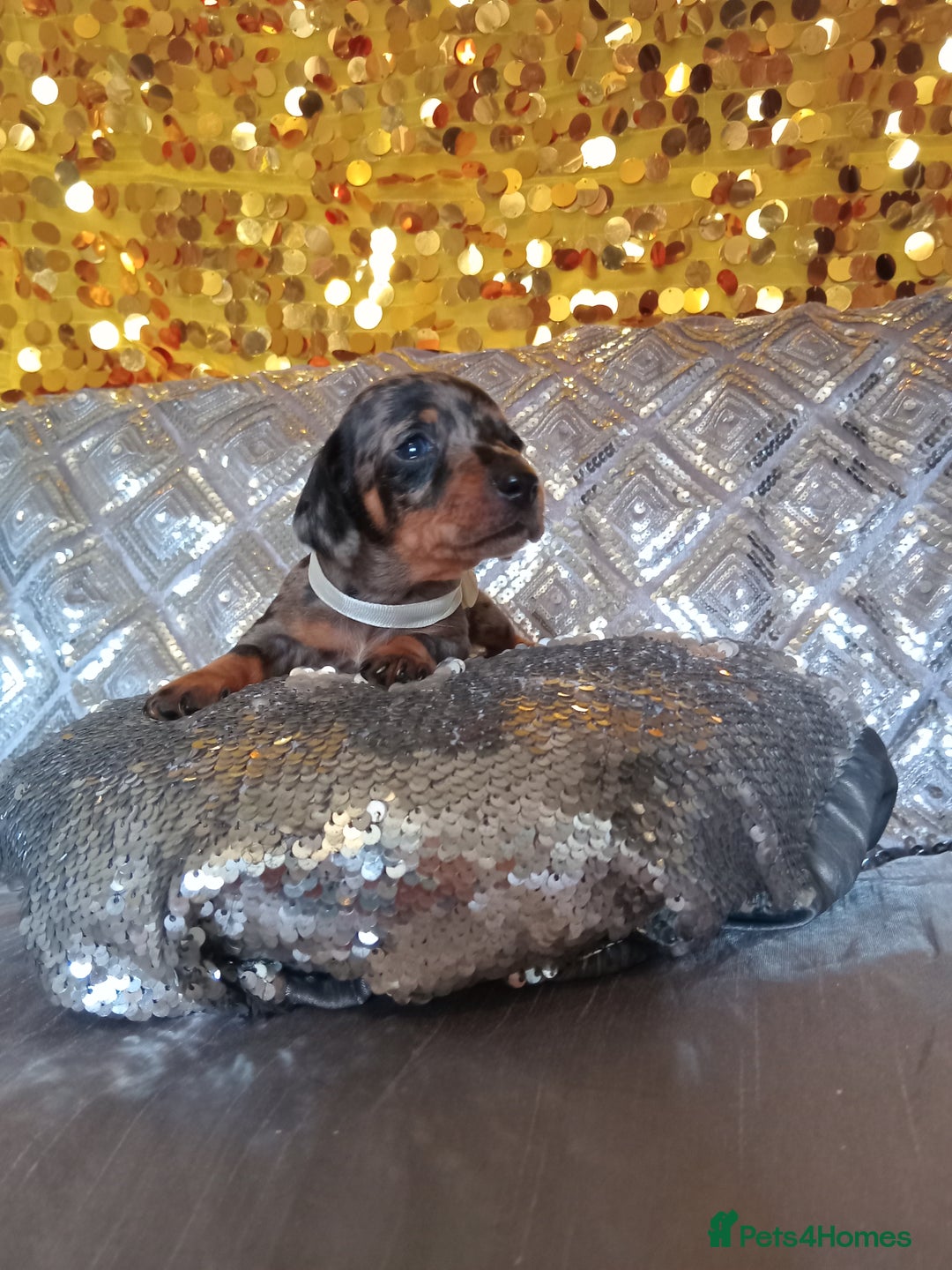 Miniature Dachshund dogs for sale: 7 MINIATURE DUSCHUND PUPPIES 🐶  - Image 11