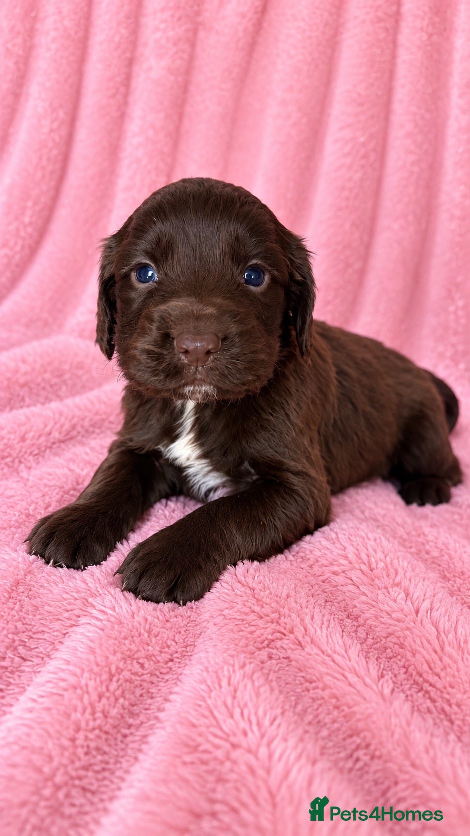 Cocker Spaniel dogs Chocolate cocker spaniel pups  - Advert 1