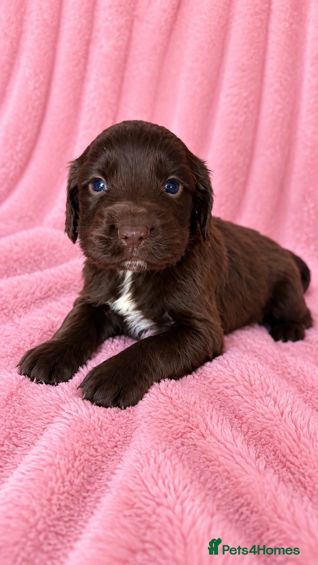 Cocker Spaniel dogs for sale: Chocolate cocker spaniel pups  - Advert 1