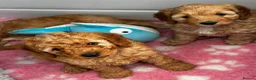 Labradoodle dogs for sale: Absolutely beautiful, F1bb Miniature Labradoodles  - Advert 1