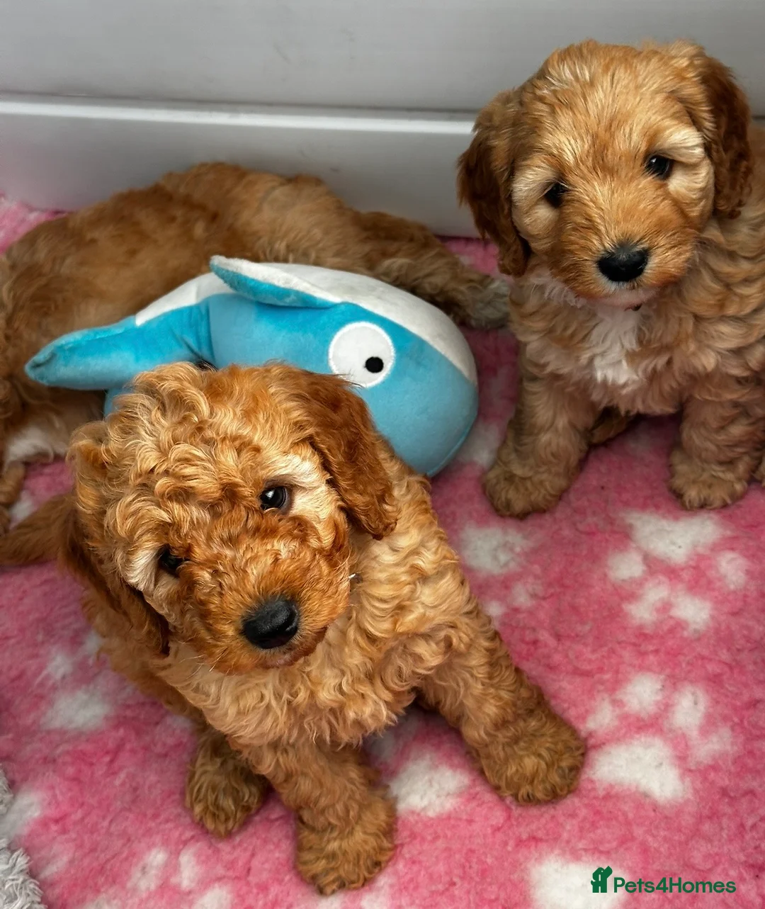 Labradoodle dogs for sale: Absolutely beautiful, F1bb Miniature Labradoodles  - Advert 1