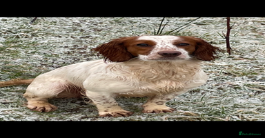 Cocker Spaniel dogs - Advert 4