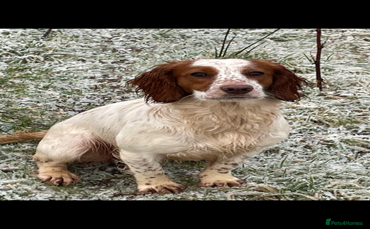 Cocker Spaniel dogs - Advert 1