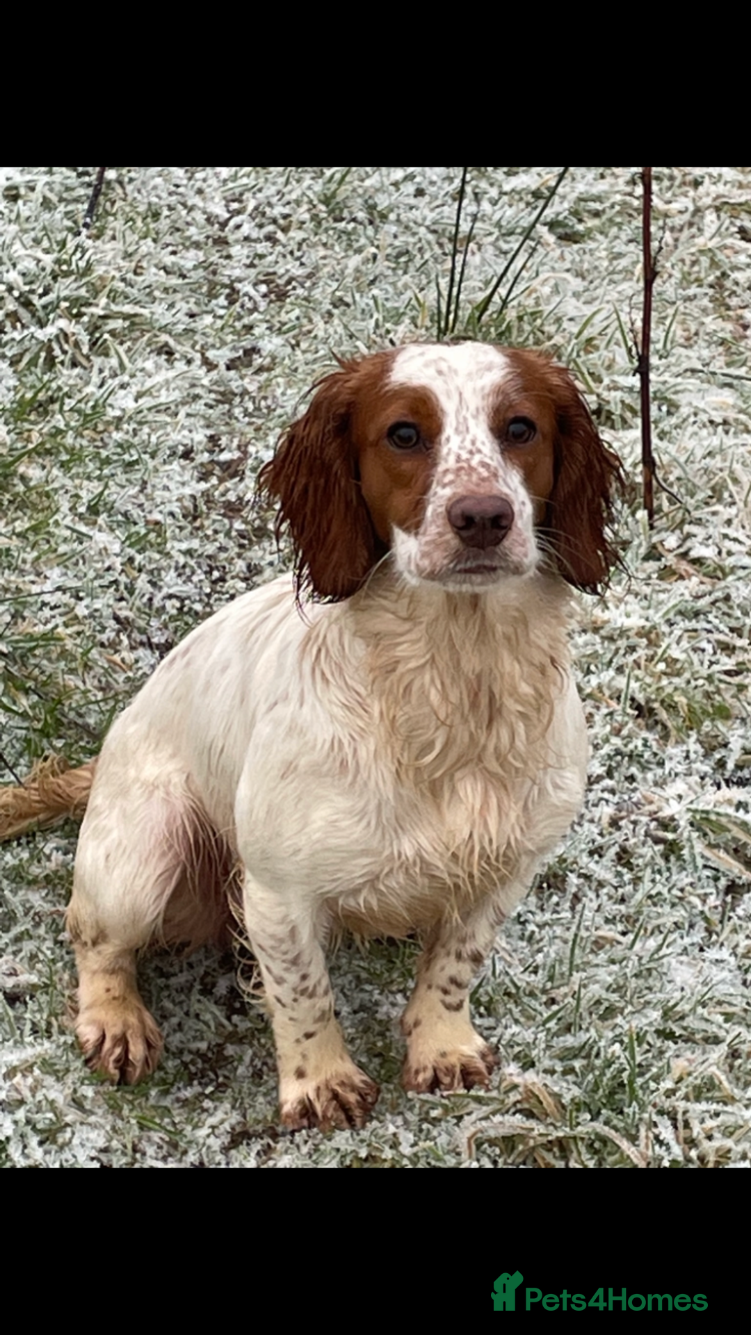 Cocker Spaniel dogs for sale: Last beautiful chocolate cocker pup girl  - Image 4