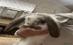 French Lop rabbits for sale: 1 French Lop baby ready to go - Image 3