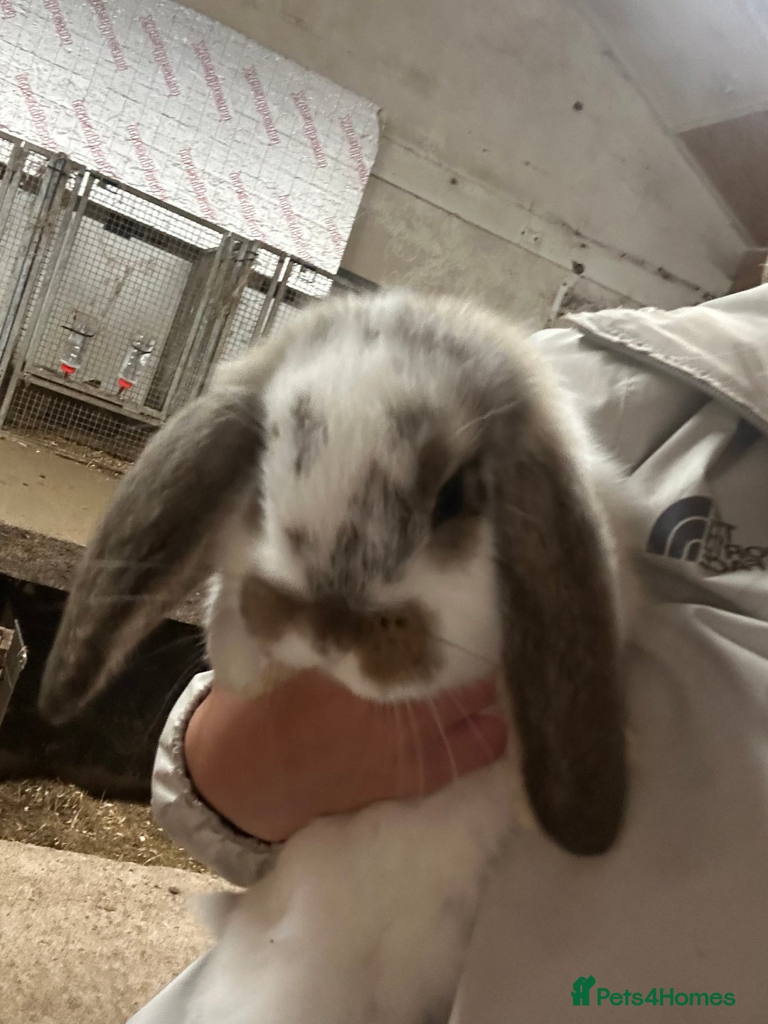 French Lop rabbits for sale: 1 French Lop baby ready to go - Image 3