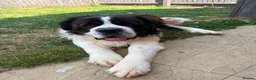 Saint Bernard dogs for sale: Male Saint Bernard  - Advert 5