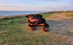 Rottweiler dogs for stud: Onex de Tierra Ibera now available for stud in Newark - Image 38
