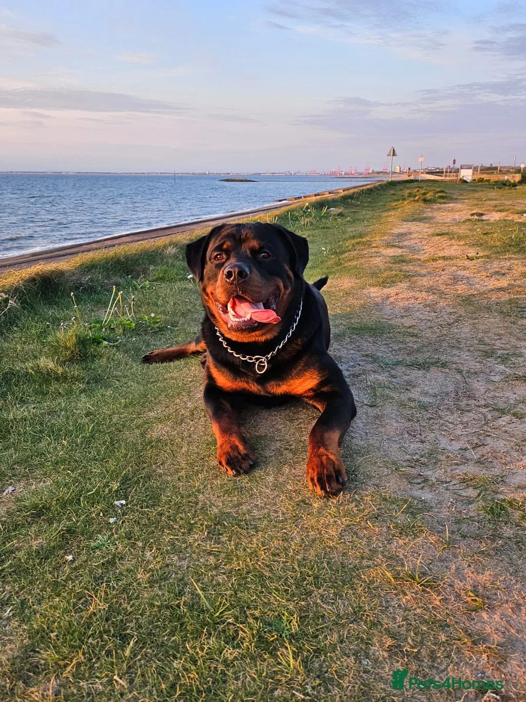 Rottweiler dogs for stud: Onex de Tierra Ibera available for stud in Newark - Advert 38