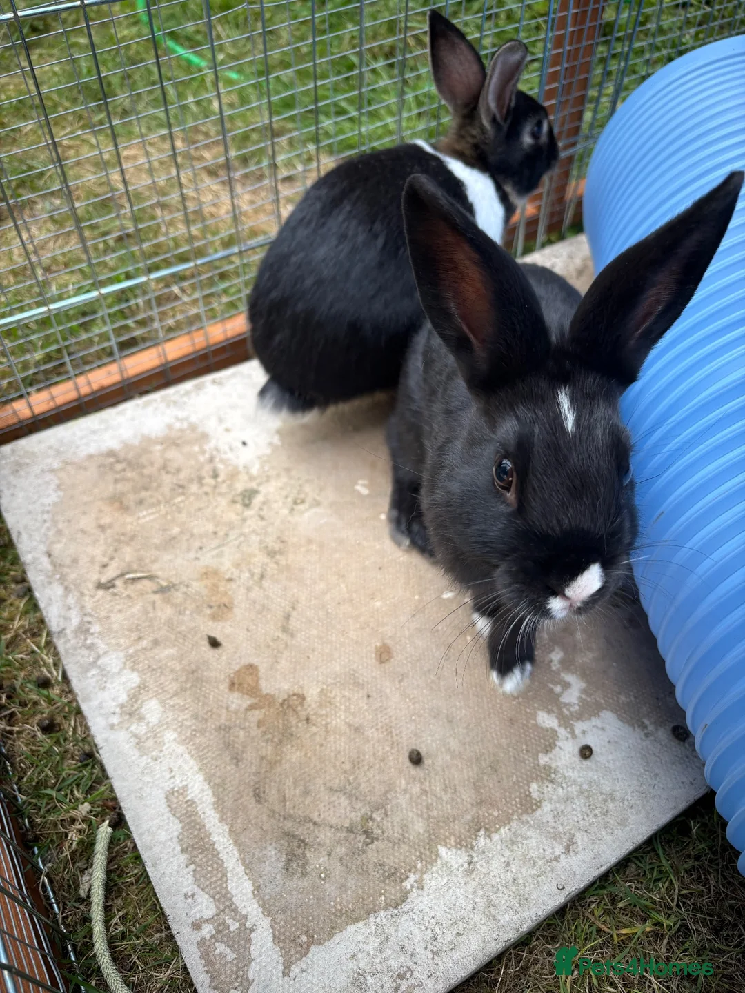 Mixed Breed rabbits for sale: Netherland dwarf mix Rabbits  in Lincoln - Advert 2