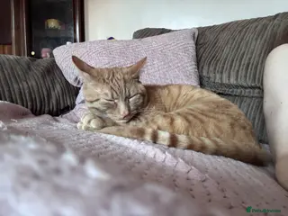 British Shorthair cats Male cat looking for loving home - Advert 4