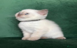 British Shorthair cats for sale: 2 beautiful BritishShorthair Colourpointed❤️‍🔥💝  - Image 10