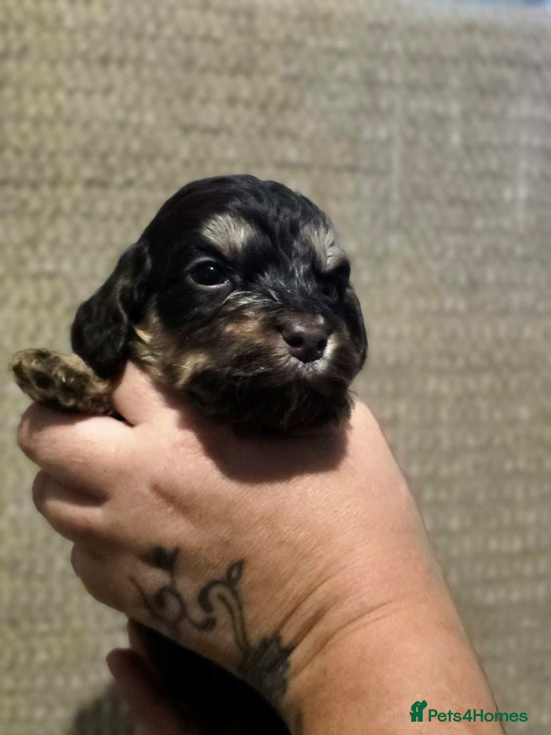 Cockapoo dogs for sale: Stunning f1b cockapoo puppies - Image 22