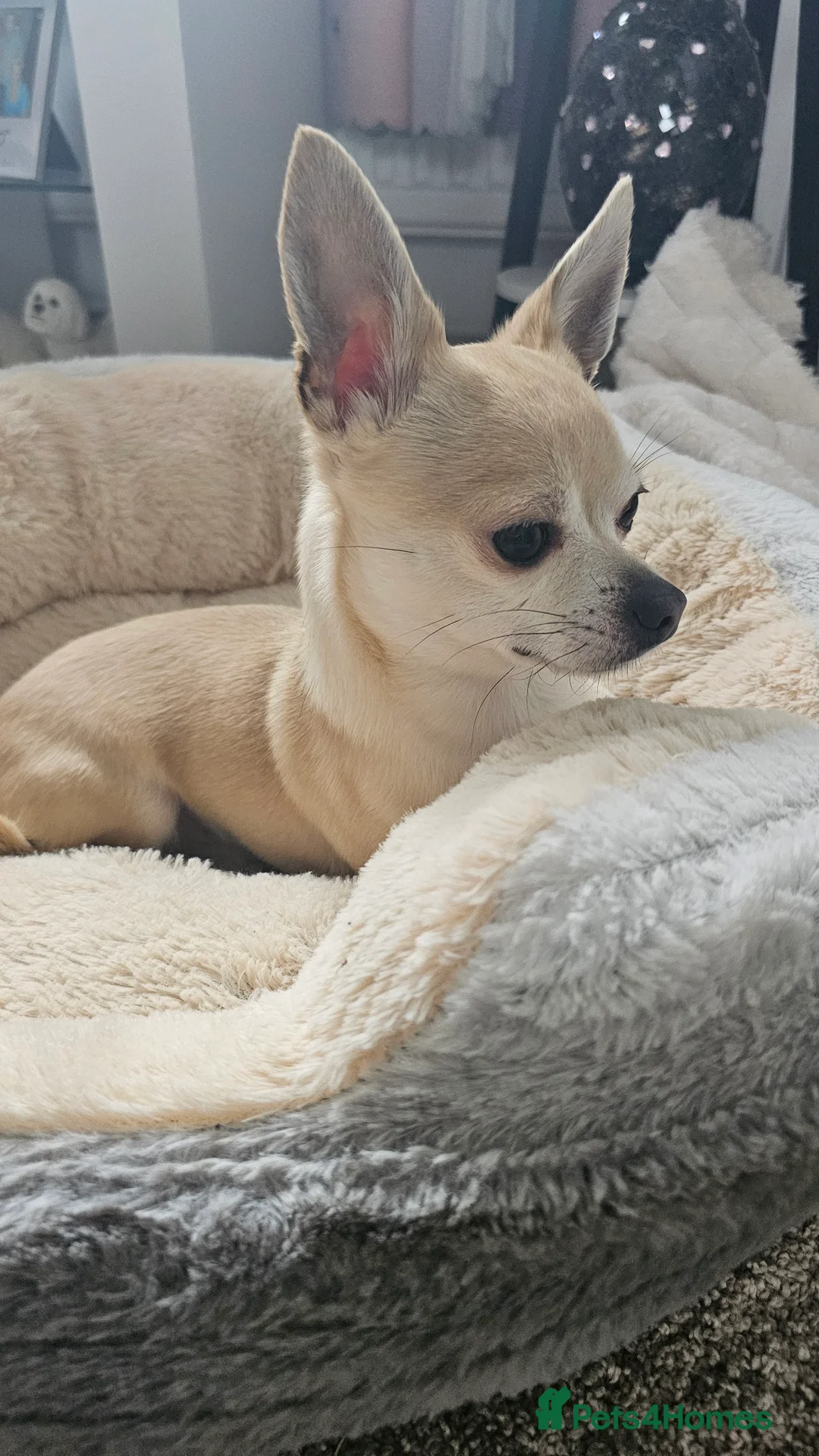 Chihuahua dogs for sale: Male teacup chihuahua (Micky) - Advert 4