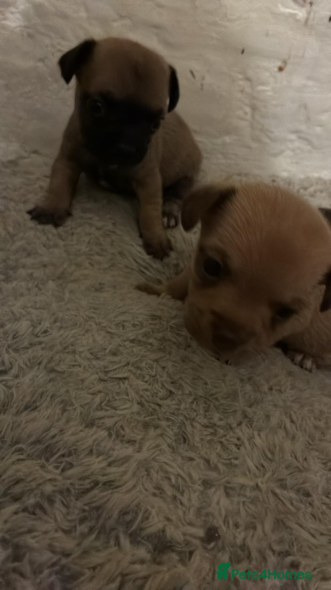 Chihuahua dogs for sale: Baby girl full chihuahua  - Advert 4