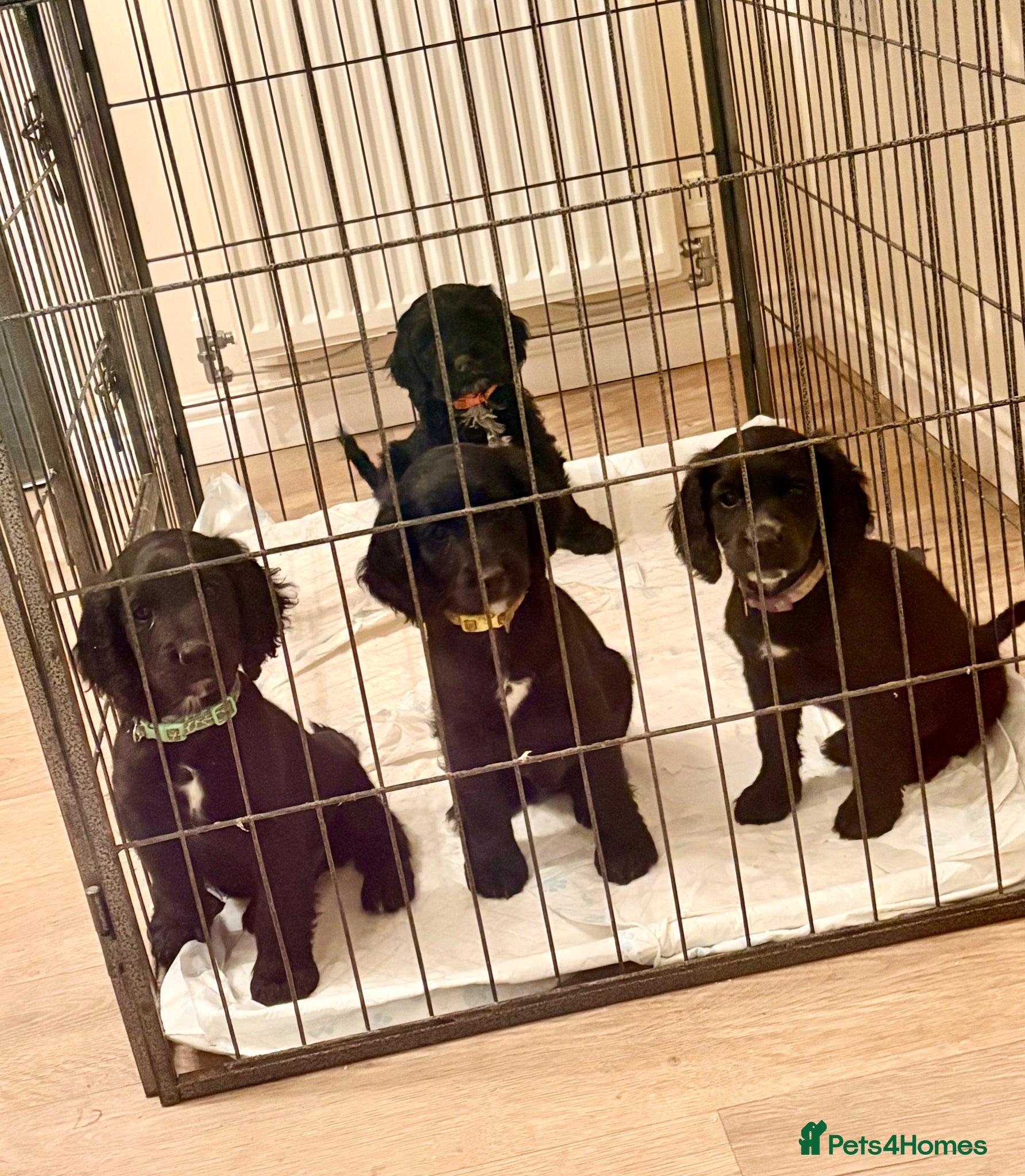 Cockapoo dogs F1B READY TO LEAVE NOW! - Advert 7