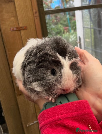 Guinea Pig rodents - Advert 1